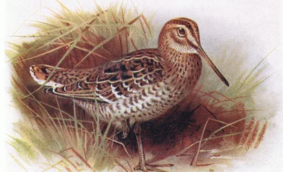 Agachadiza real, de Birds of the British Isles and Their Eggs publicado por Frederick Warne & Co Ltd, 1958